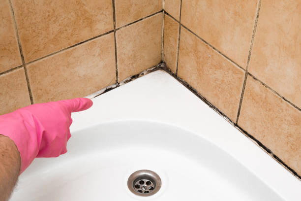 Best Office Mold Removal Services  in USA